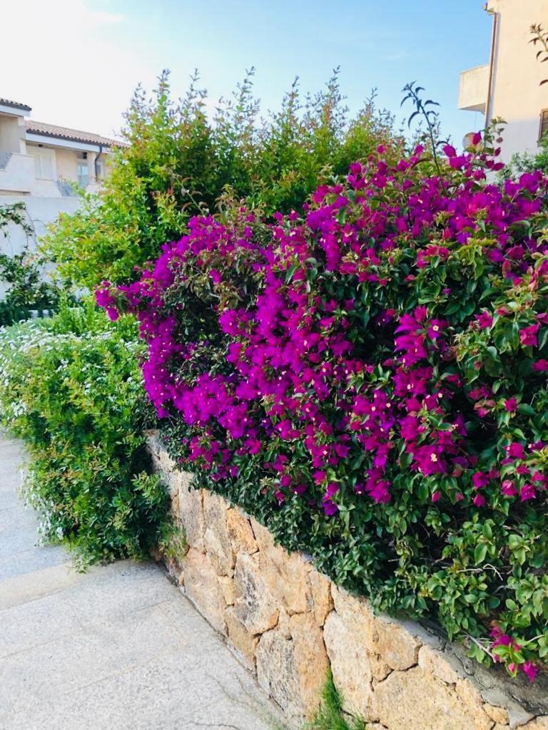 Lotus Wellness Apartment - Resort Ginestre - Palau - Sardinia 外观 照片